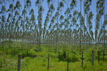 Campo de palmeras