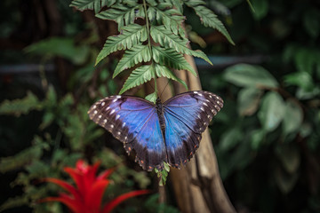 butterfly on a flower