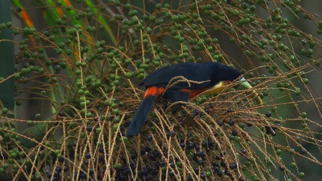 Red-breasted Toucan (Ramphastos dicolorus) sitting on a jucara palm