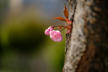 Beautiful tender pink sakura flower with  leafs on a tree.