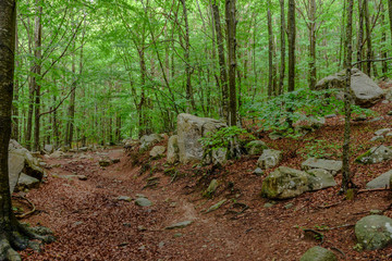 Trail the Natural Park of Montseny. (Catalonia, Spain)