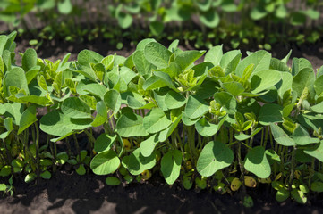 Tender fragile soybean sprouts close-up grow in rows in an agricultural field. Selective focus.