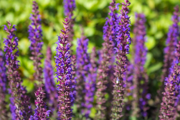 Blütensalbei/Salvia nemorosa