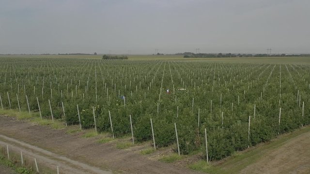 Apple plantation, orchard with anti hail net for protection from above, aerial shot, natural disaster and severa weather protection in agriculture, fruit production