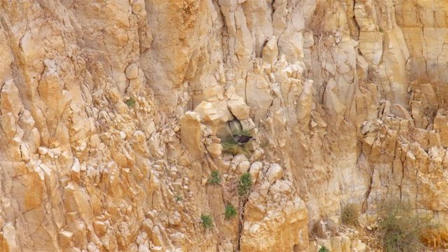 Bonellie's eagle Standing on nest in  the desert, Dead sea