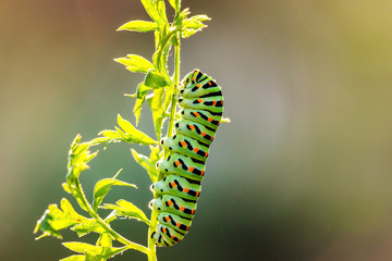 A caterpillar of Papilio machaon, also known as Old World swallowtail.
As the caterpillar grows larger, it becomes green with black and orange markings. 