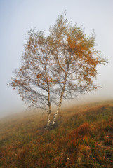 autumn forest. mysterious forest in the Carpathian mountains