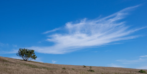 Fototapeta na wymiar A lone tree standing on a gentle slope greets a large white cloud