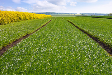 Field of young wheat