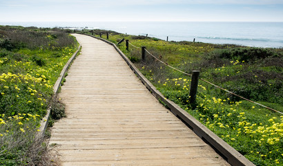 Fototapeta na wymiar Wooden plank boardwalk bordered by yellow wildflowers wraps around a beach coastline