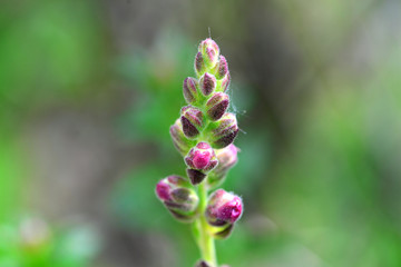 Antirrhinum flower bud