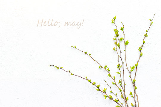 Hello, may May banner with place for text. Layout Branch of a bush. Natural Young green leaves on bloom. New month.