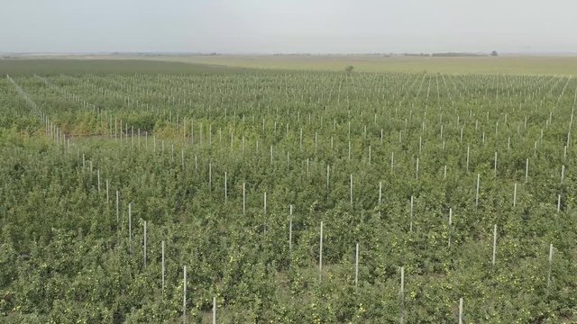 Apple plantation, orchard with anti hail net for protection from above, aerial shot, natural disaster and severa weather protection in agriculture, fruit production