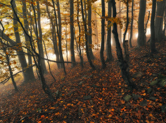 autumn forest. mysterious forest in the Carpathian mountains