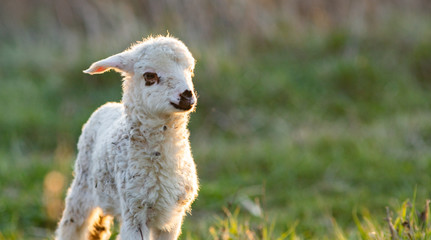 Naklejka premium cute little lamb portrait spring background