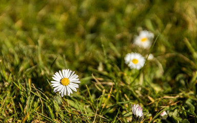 small white camomile in the green grass, summer time