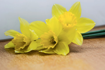 yellow daffodils, flowers, three yellow daffodils on a dark background