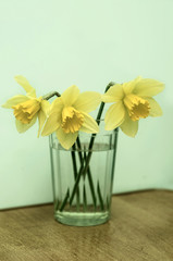 yellow daffodils, flowers, yellow daffodils in a glass with water