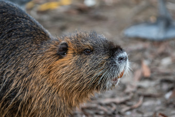 marmot in the snow