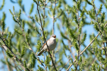 Dorngrasmücke im Frühling