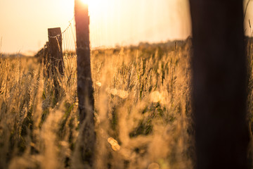 Płot w śłońcu późnego lata © Seticio
