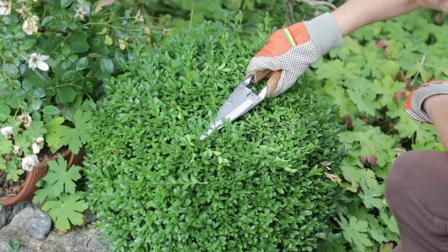 Eine Kugel vom  Buchs (Buxus sempervirens) im Garten wird mit einer speziellen Schere in Form geschnitten oder gestutzt