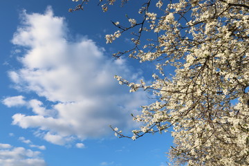A fruit tree blooming with white flowers