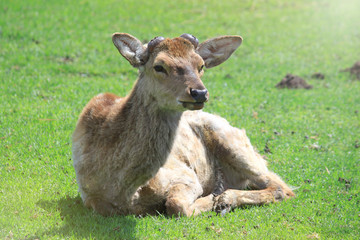 Deer without horns lying down on green grass.