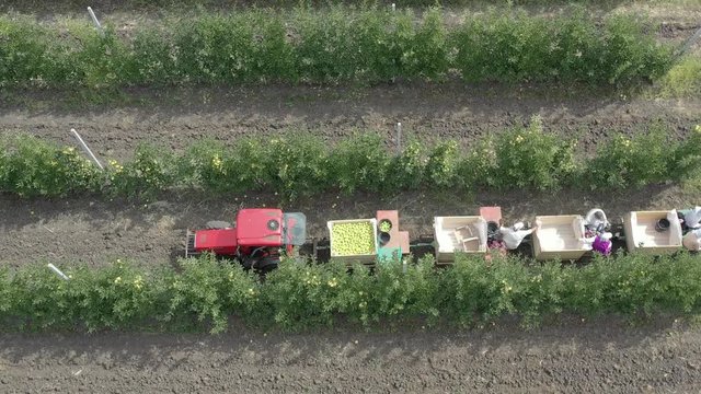 Apple plantation, orchard with anti hail net for protection from above, aerial shot, natural disaster and severa weather protection in agriculture, fruit production
