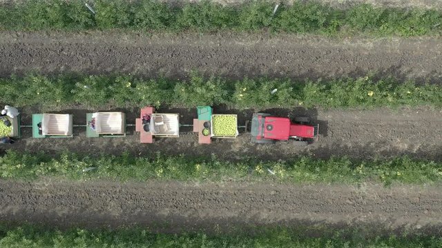 Apple plantation, orchard with anti hail net for protection from above, aerial shot, natural disaster and severa weather protection in agriculture, fruit production