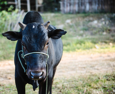 Black cow on a farm in Ban Yang village, Laos, Southeast Asia