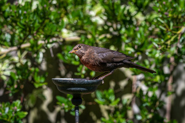Female blackbird, Turdus merula, perched on suet garden bird feeder