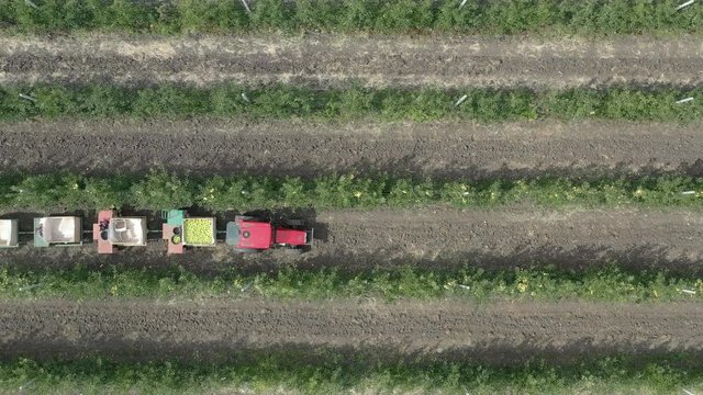 Apple plantation, orchard with anti hail net for protection from above, aerial shot, natural disaster and severa weather protection in agriculture, fruit production