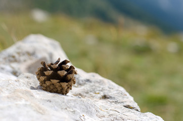 Closeup image of pine cone on the stone.