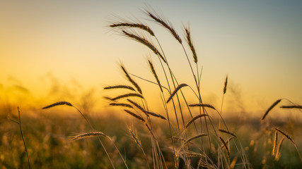 Sunset between wheat spike