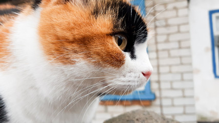 Three colored cat sitting on the fence and looking into the distance