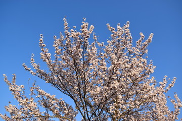 Gorgeous apple tree blossom on blue sky background.