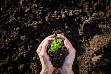 top view of hand holding tomato seedling and earth spring gardening