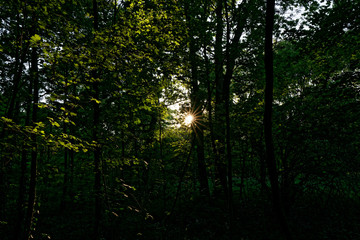 Fototapeta na wymiar Sun shining through the trees