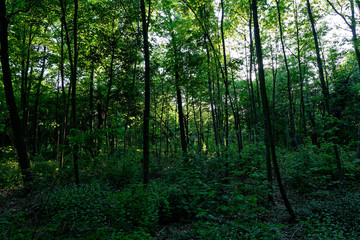 Fototapeta premium Sunlight in the forest