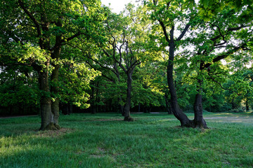 Fototapeta na wymiar Oak tree in the park