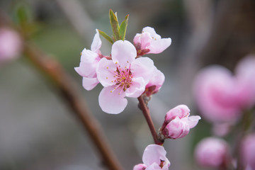 Naklejka na ściany i meble Blossoming background - beautifully tree in spring close-up.