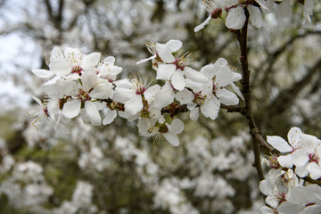 Blooming gardens in spring, blooming spring tree, blooming flowers on trees, spring has come, selective focus, blooming branch on a tree
