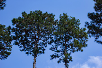 arboles