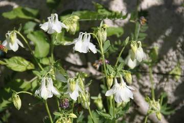 Common lilac white flower blossom and blue sky

