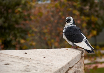 Black and white dove resting on a stone,