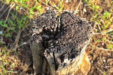 Stump on green grass in the garden. Old tree stump in the summer park.