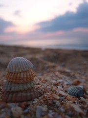 shell on the beach