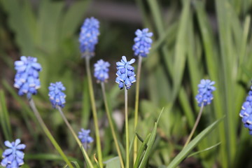 spring flowers in the garden