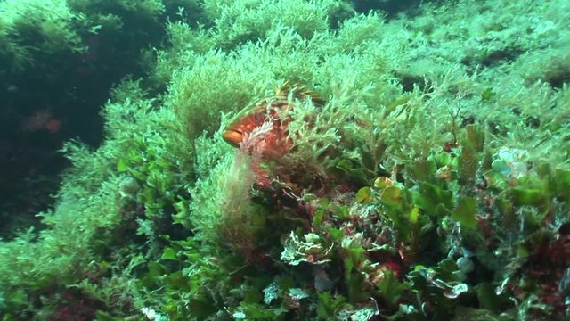 grouper swimming curious underwater ocean scenery close up fish mediterranean
